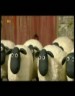 گوسفندان ناقلا در شهربازی